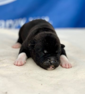 Les chiots de Akita americain