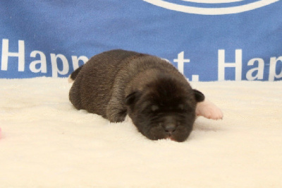 Les chiots de Akita americain