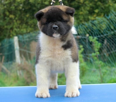 Les chiots de Akita americain