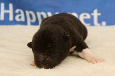 Les chiots de Akita americain