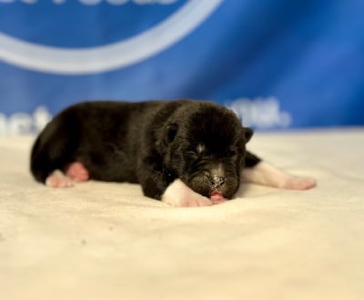 Les chiots de Akita americain