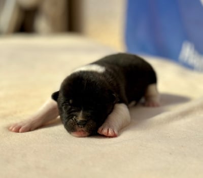 Les chiots de Akita americain