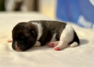 Les chiots de Akita americain