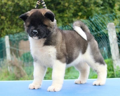 Les chiots de Akita americain