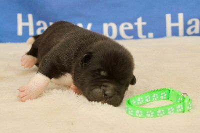 Les chiots de Akita americain