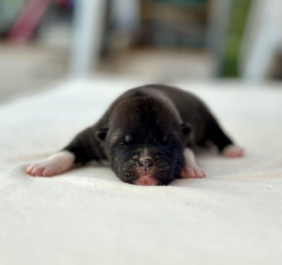 Les chiots de Akita americain