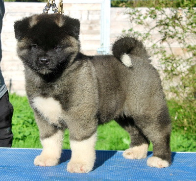 Les chiots de Akita americain