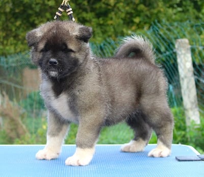 Les chiots de Akita americain