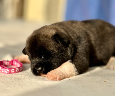 Les chiots de Akita americain