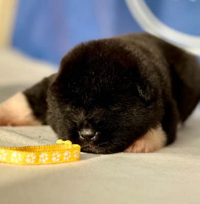 Les chiots de Akita americain