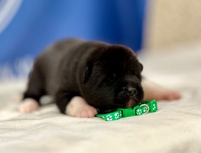 Les chiots de Akita americain