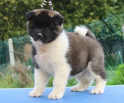 Les chiots de Akita americain