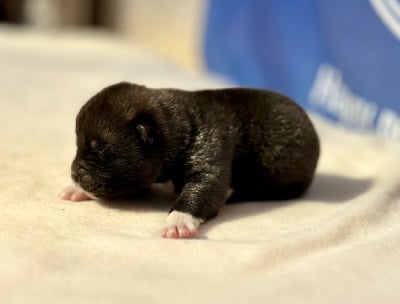 Les chiots de Akita americain