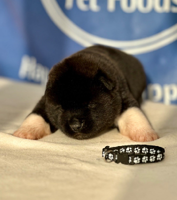 Les chiots de Akita americain