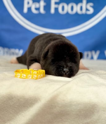 Les chiots de Akita americain