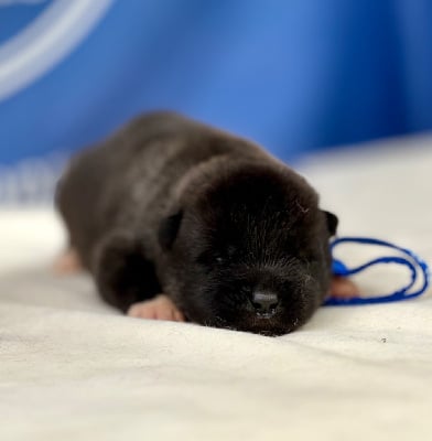 Les chiots de Akita americain