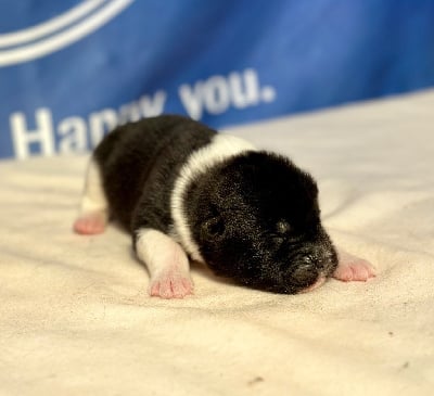 Les chiots de Akita americain