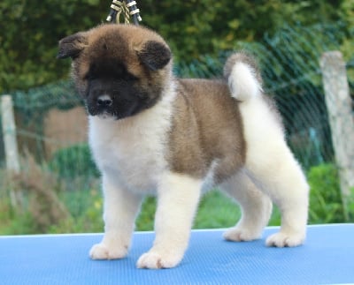 Les chiots de Akita americain