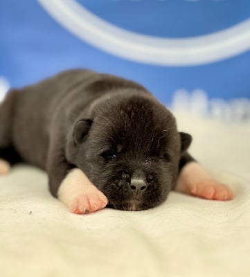 Les chiots de Akita americain