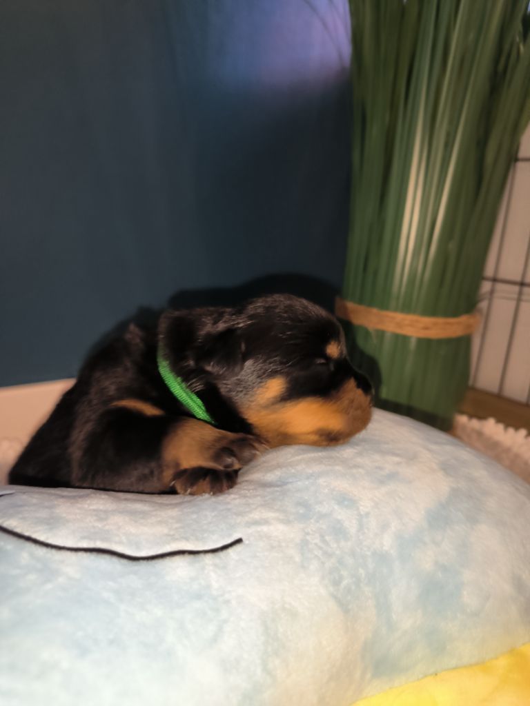 CHIOT 1 - Rottweiler