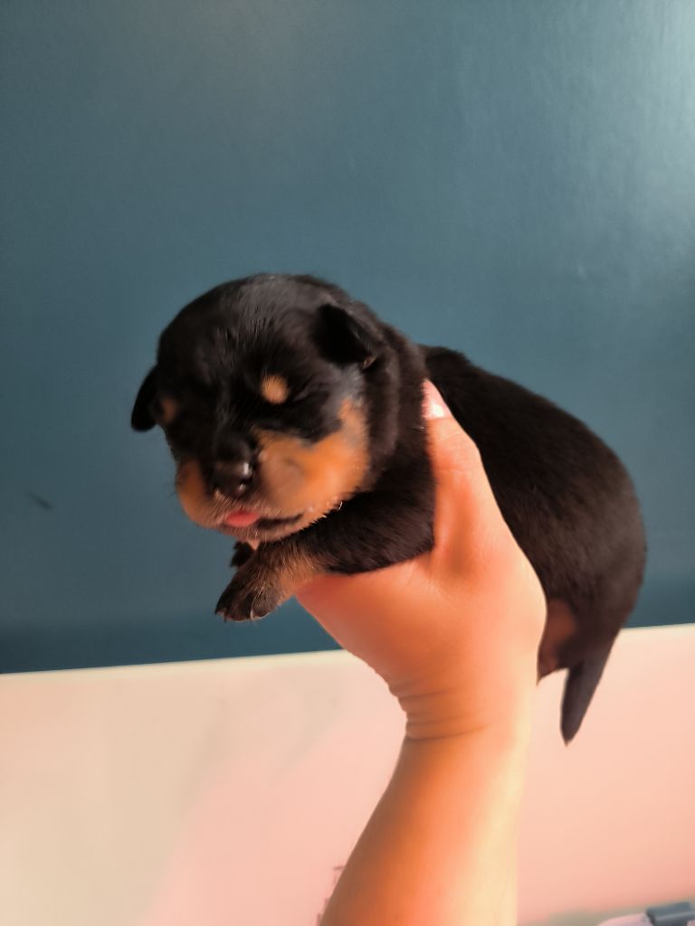 CHIOT 5 - Rottweiler