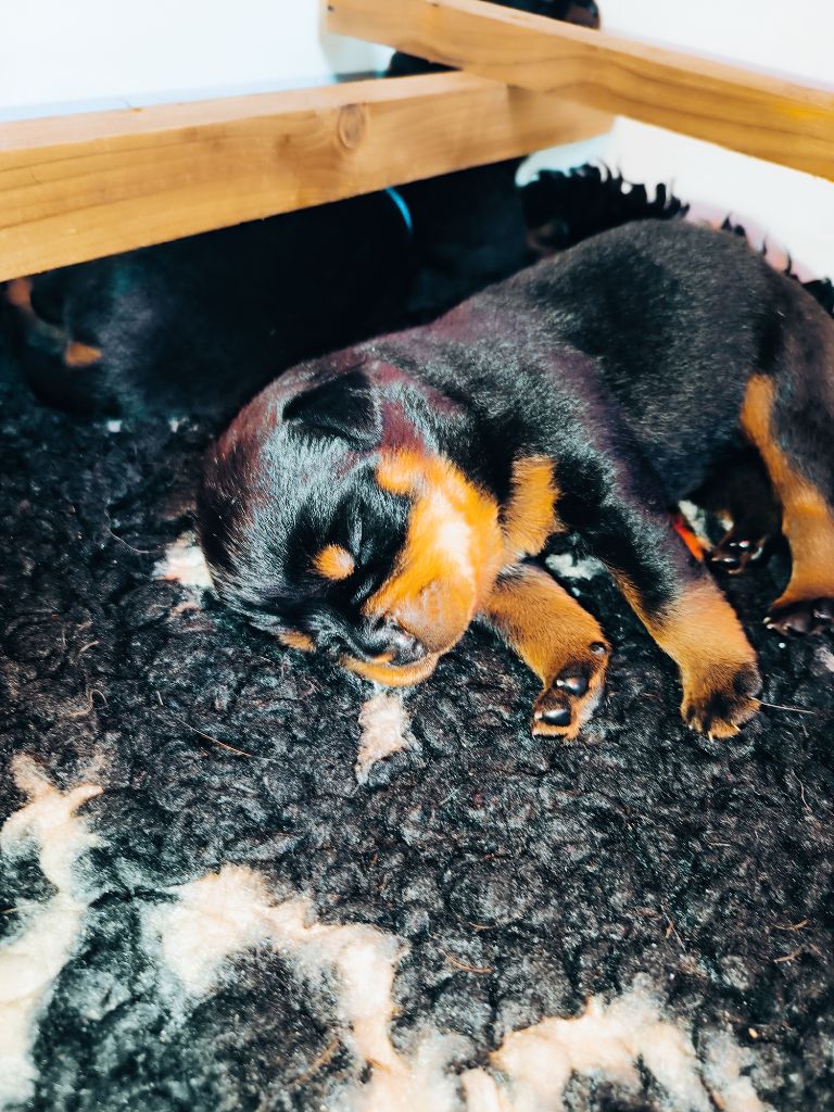 CHIOT 4 - Rottweiler