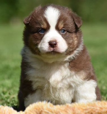 Les chiots de Berger Australien