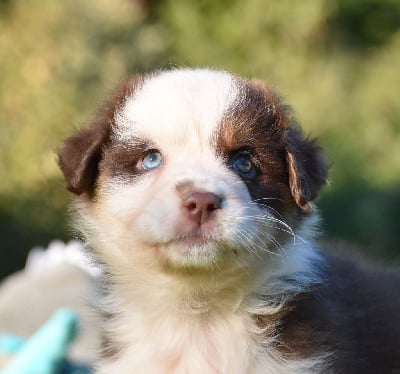 Les chiots de Berger Australien