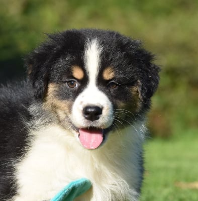 Les chiots de Berger Australien