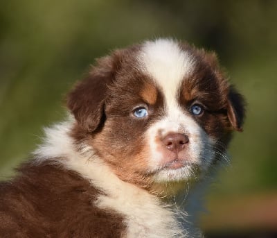 Les chiots de Berger Australien