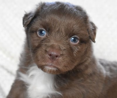 Les chiots de Berger Australien