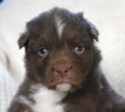 Les chiots de Berger Australien