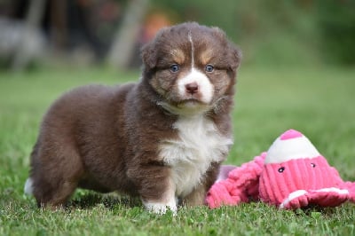 Les chiots de Berger Australien