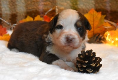 Les chiots de Berger Australien