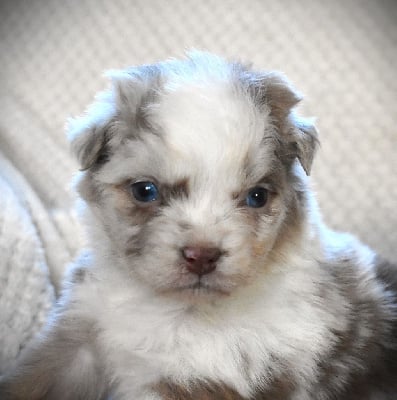 Les chiots de Berger Australien