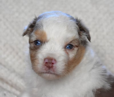 Les chiots de Berger Australien