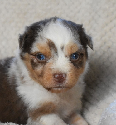 Les chiots de Berger Australien