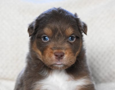 Les chiots de Berger Australien