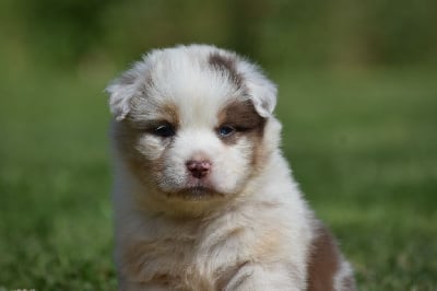 Les chiots de Berger Australien