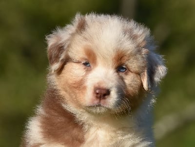 Les chiots de Berger Australien