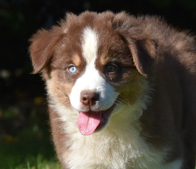 Les chiots de Berger Australien