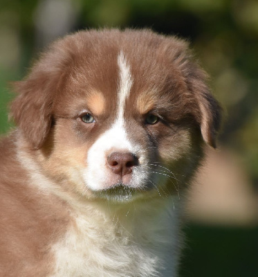 Les chiots de Berger Australien