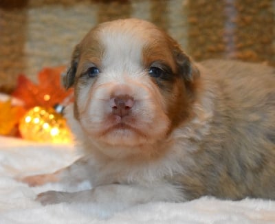 Les chiots de Berger Australien