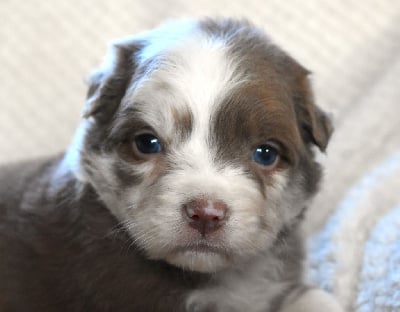 Les chiots de Berger Australien