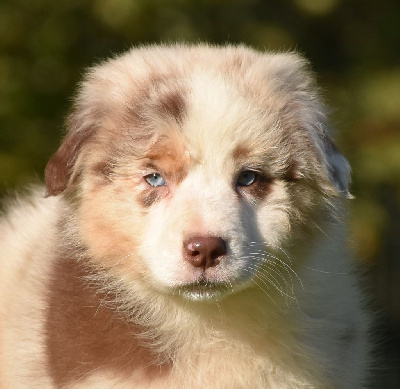 Les chiots de Berger Australien