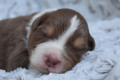 Les chiots de Berger Australien