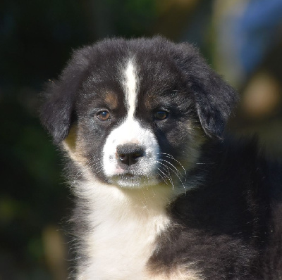 Les chiots de Berger Australien