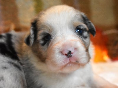 Les chiots de Berger Australien