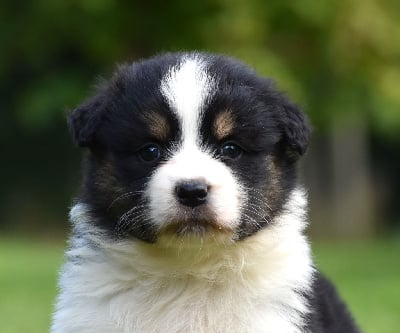 Les chiots de Berger Australien