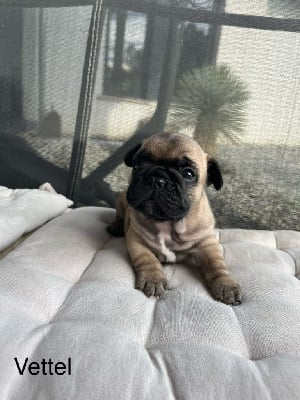 Les chiots de Bouledogue français